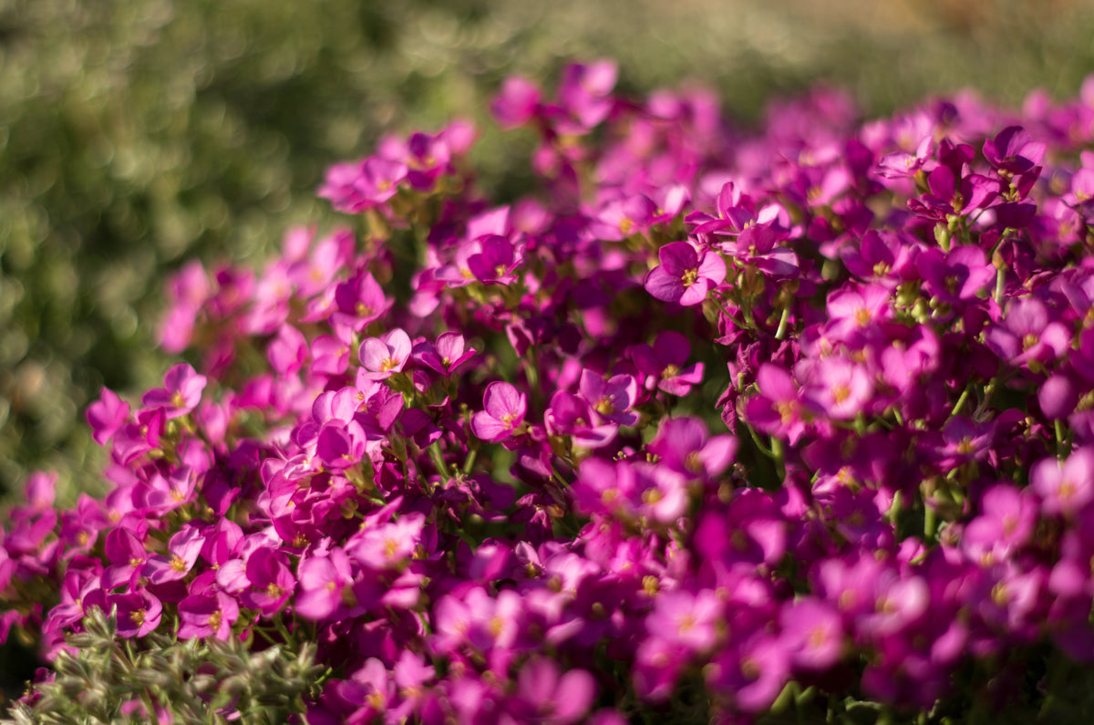 150 SPRING CHARM ROCKCRESS Rose Rock Cress Arabis Arendsii Flower Mix Seeds