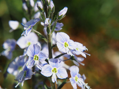 25 BLUE STREAK SPEEDWELL Veronica Gentianoides Flower Seeds