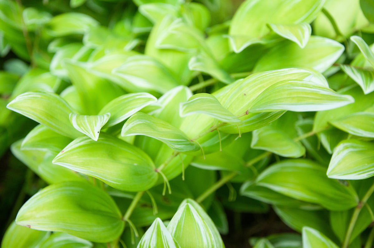15 Variegated SOLOMONS SEAL Polygonatum Biflorum Canaliculatum Flower Seeds