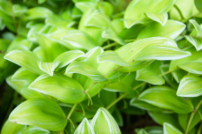 15 Variegated SOLOMONS SEAL Polygonatum Biflorum Canaliculatum Flower Seeds