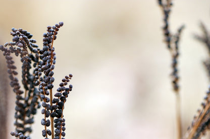 1000 + SENSITIVE FERN Onoclea Sensibilis aka Bead or Sympathy Fern Spores Seeds