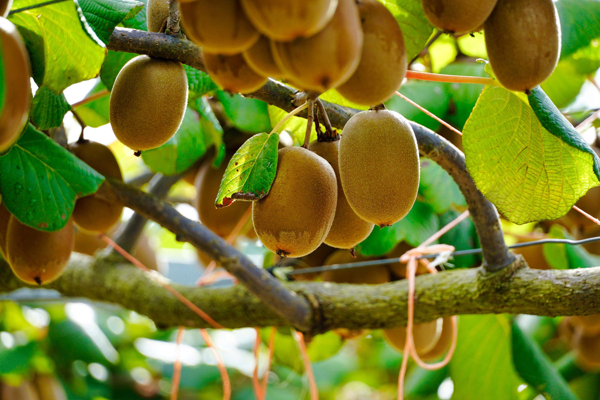 50 GOLDEN KIWI FRUIT Yellow Actinidia Chinensis Kiwifruit Chinese Gooseberry Flower Vine Seeds