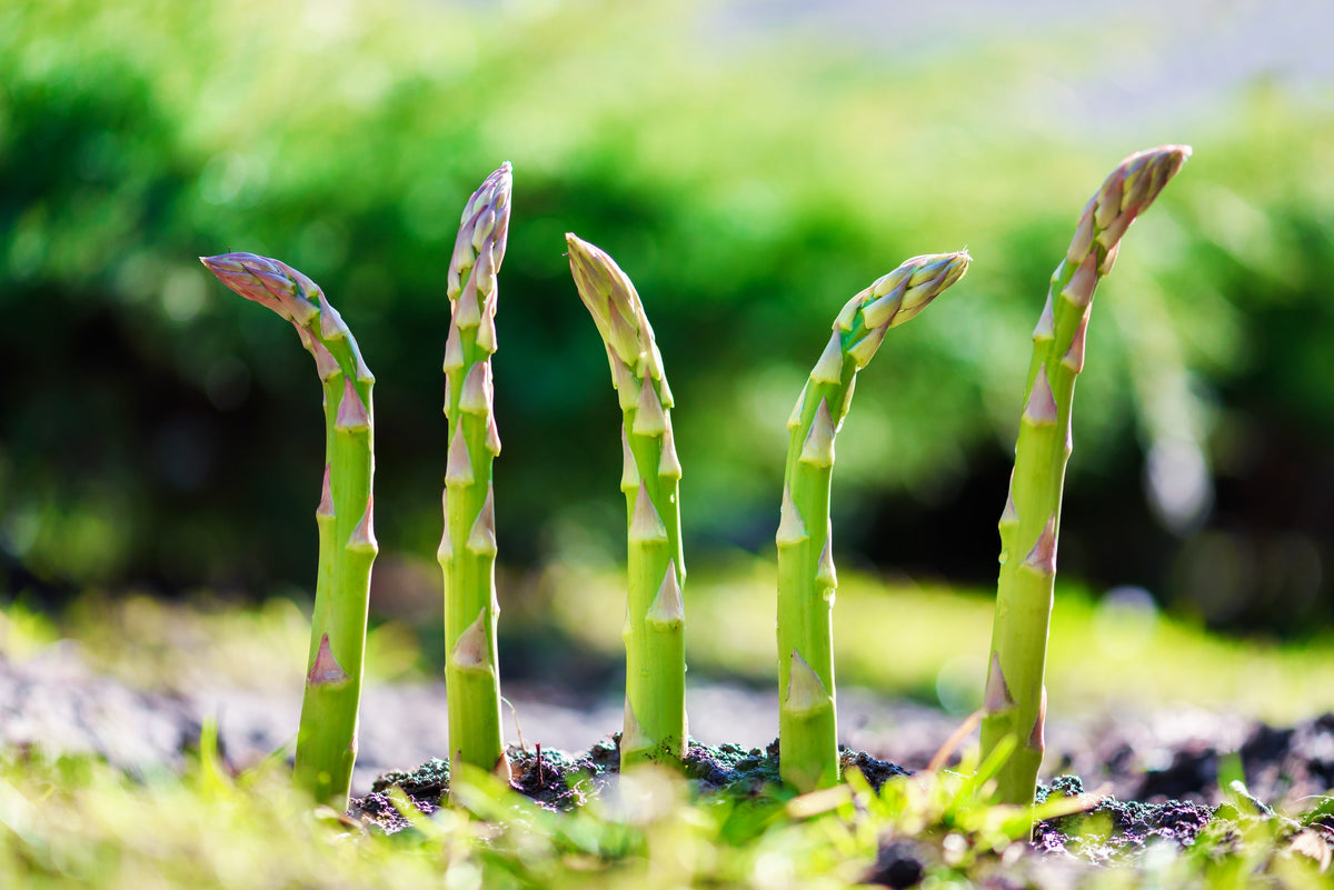 125 ASPARAGUS UC72 Officinallis Mary's Granddaughter Vegetable Seeds