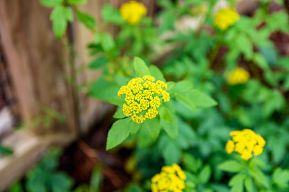 150 GOLDEN ALEXANDER (Golden Zizia / Meadow Zizia) Zizia Aurea Flower Seeds
