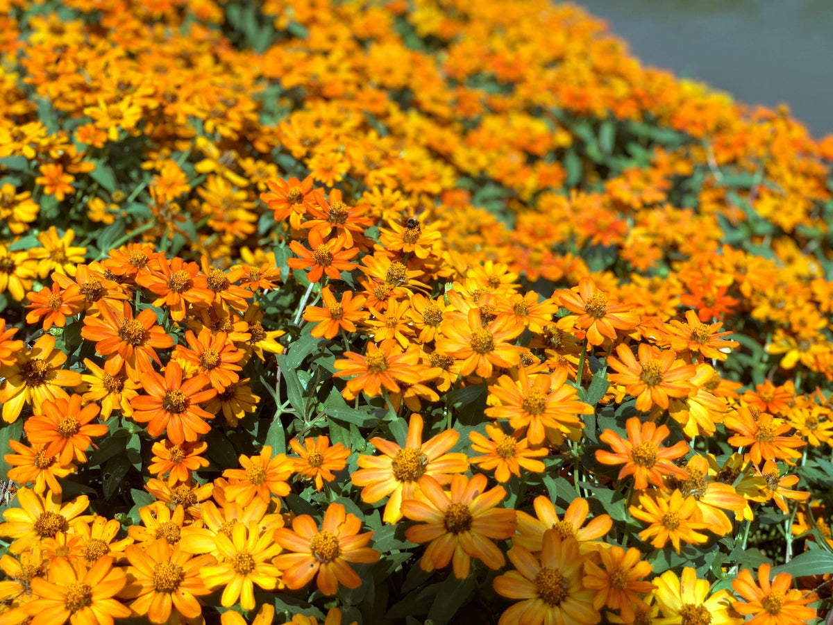 250 Mixed Colors CLASSIC ZINNIA Linearis Angustifolia Narrow Leaf Creeping Mexican Flower Seeds