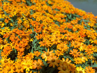 250 Mixed Colors CLASSIC ZINNIA Linearis Angustifolia Narrow Leaf Creeping Mexican Flower Seeds