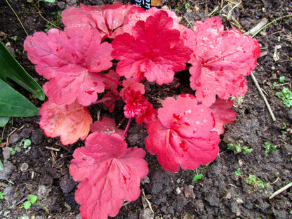 1200 Mixed Colors CORAL BELLS HEUCHERA Shade Flower Seeds