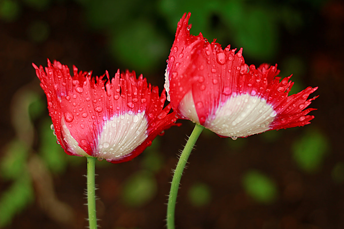 500 DANISH FLAG POPPY Red & White Queens Poppy Papaver Somniferum Danebrog Flower Seeds