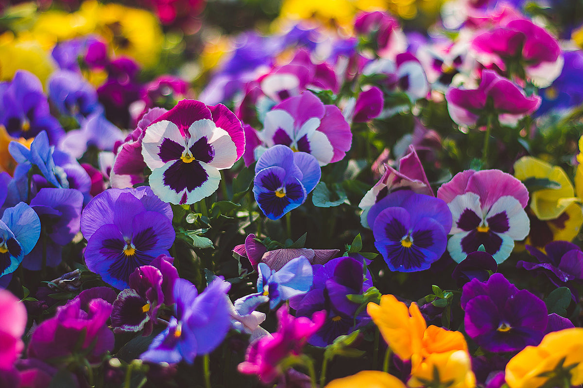 250 Mixed Colors SWISS GIANT PANSY Viola Wittrockiana Flower Seeds