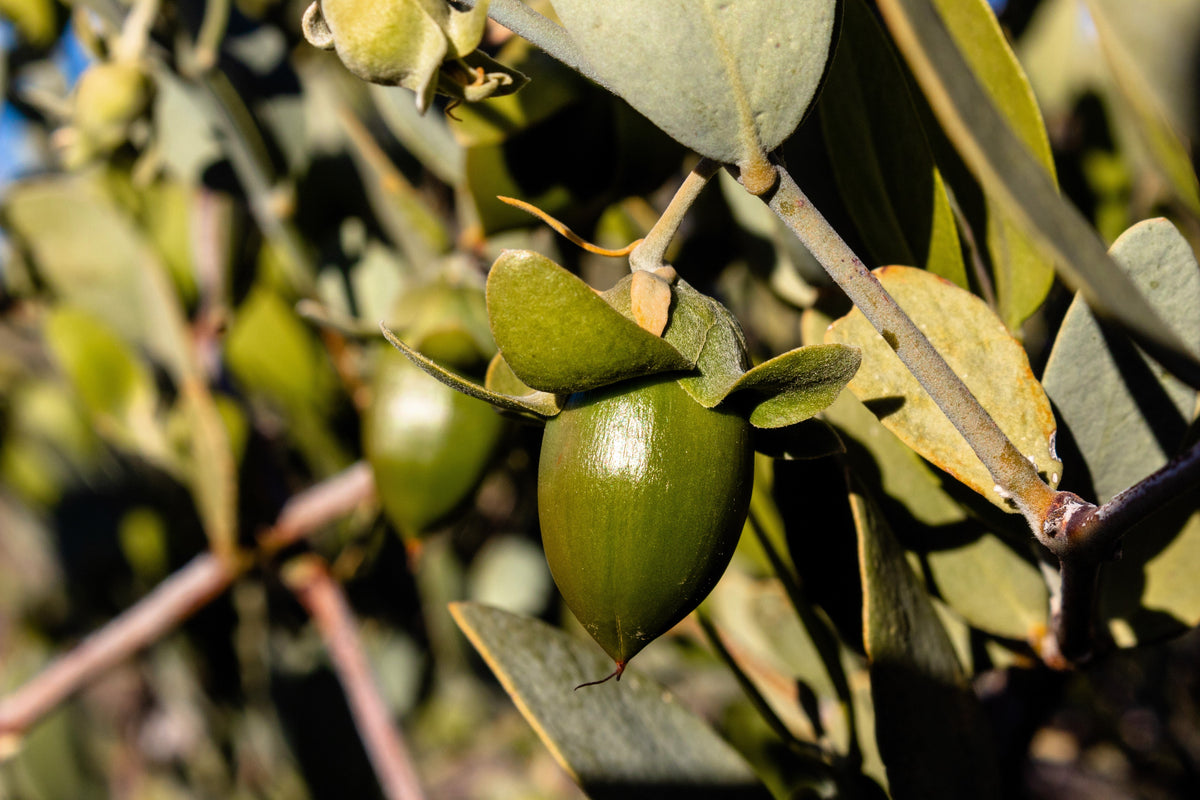 5 JOJOBA Simmondsia Chinensis Fruit Nut Oil Evergreen Shrub Seeds