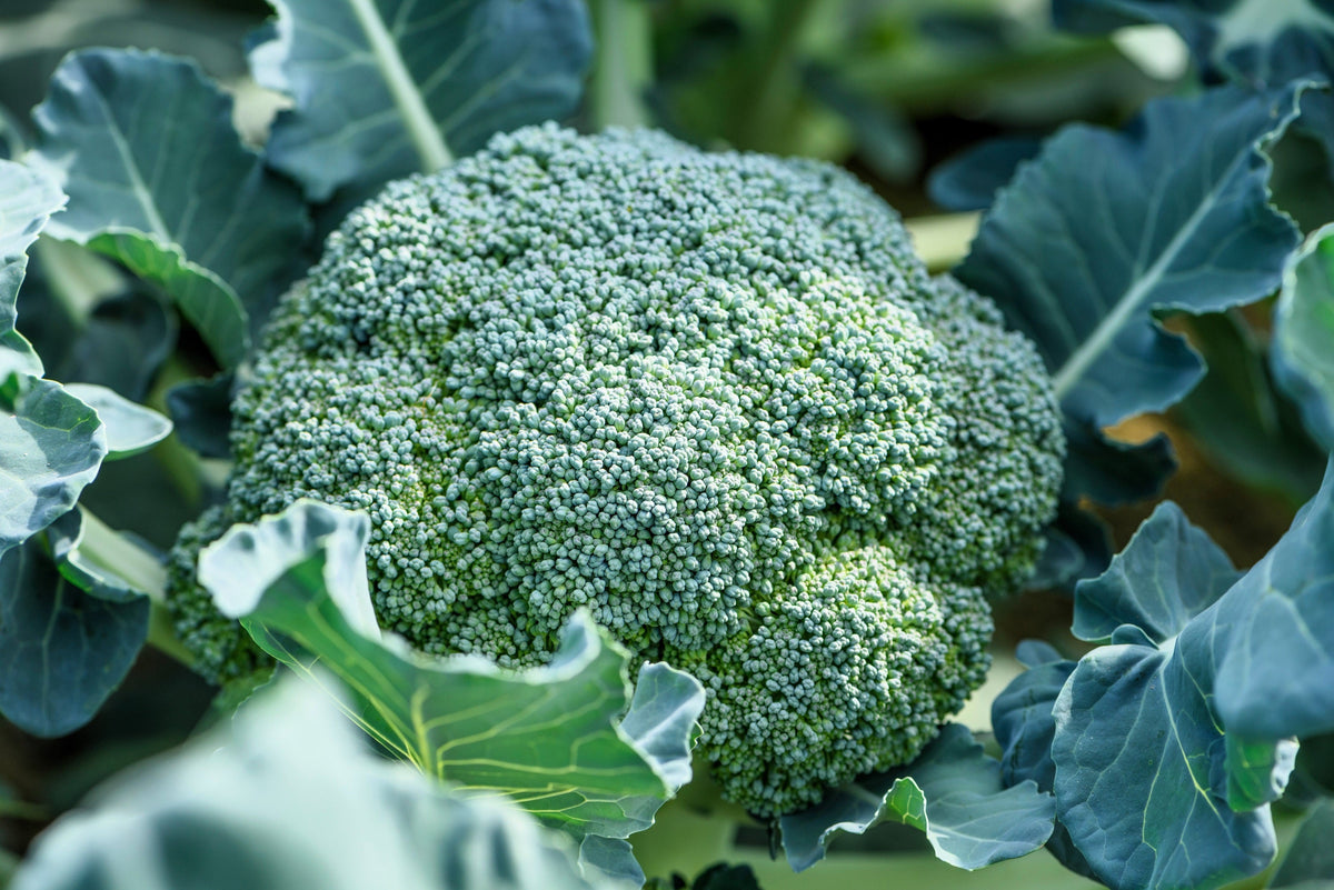 1000 WALTHAM 29 BROCCOLI Brassica Oleracea Vegetable Seeds