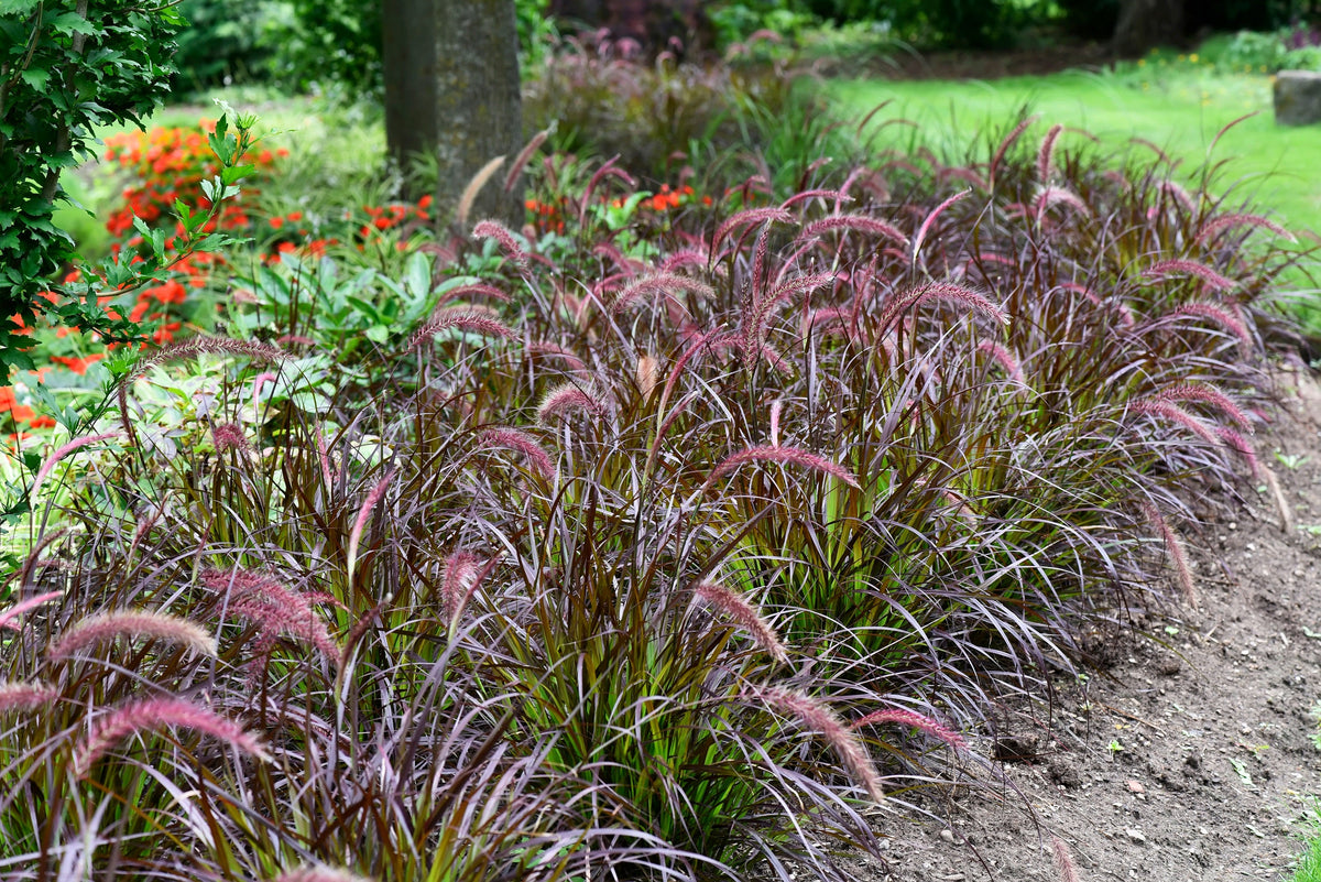 25 PURPLE FOUNTAIN GRASS Ornamental Pennisetum Setaceum Dark Burgundy Flower Seeds
