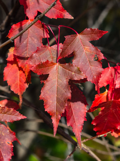 25 SIBERIAN MAPLE TREE Acer Ginnala Seeds - Red Fall Foliage