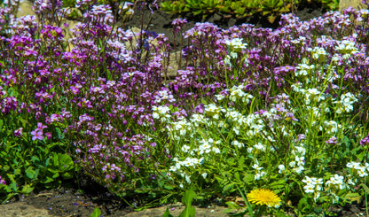500 EVENING ( night ) SCENTED STOCK Matthiola Longipetala Bicornis Flower Seeds