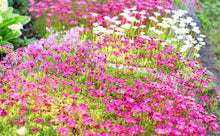 50 ROSE ROBE SAXIFRAGA Arendsii Mossy Rockfoil Evergreen Flower Seeds