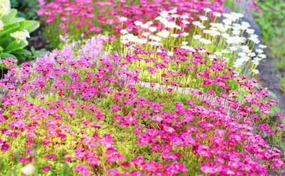 50 ROSE ROBE SAXIFRAGA Arendsii Mossy Rockfoil Evergreen Flower Seeds
