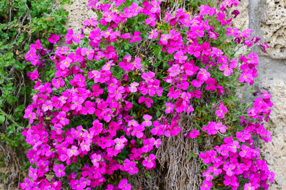150 SPRING CHARM ROCKCRESS Rose Rock Cress Arabis Arendsii Flower Mix Seeds