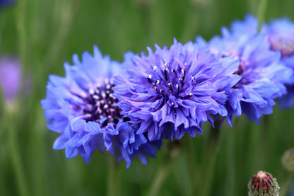 1000 Tall Blue BACHELOR'S BUTTON / CORNFLOWER Centaurea Cyanus Flower Seeds
