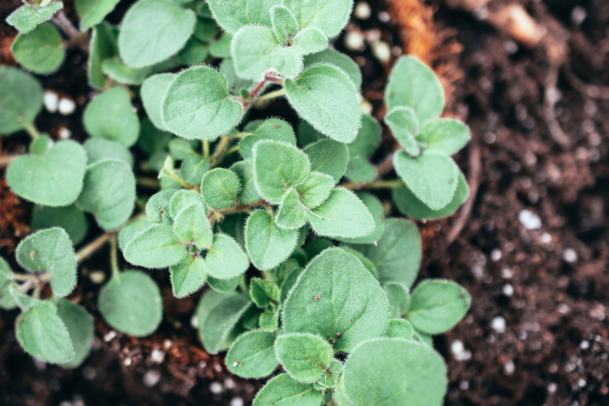 500 GREEK OREGANO Italian / Winter Marjoram Origanum Vulgare Hirtum Herb Seeds