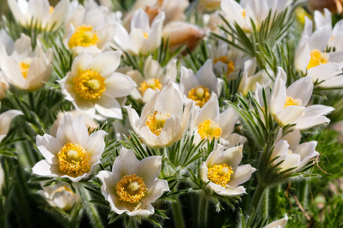 25 WHITE ANEMONE Pulsatilla Vulgaris PASQUE flower Seeds