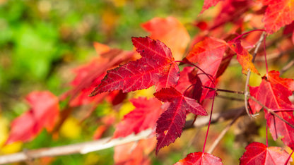 25 SIBERIAN MAPLE TREE Acer Ginnala Seeds - Red Fall Foliage
