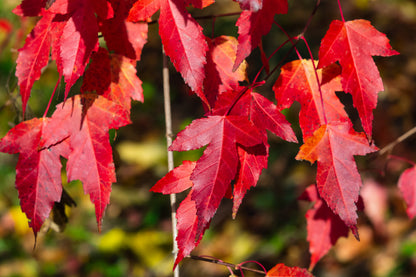 25 SIBERIAN MAPLE TREE Acer Ginnala Seeds - Red Fall Foliage