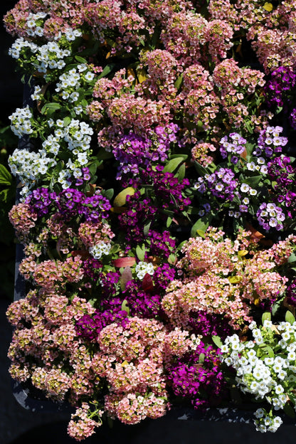 50 Easter Bonnet PEACH ALYSSUM Lobularia Maritima Hummingbird Flower Seeds