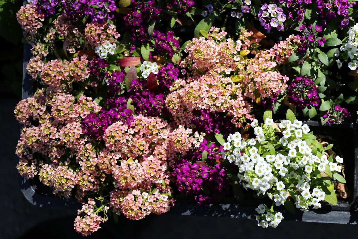 50 Easter Bonnet PEACH ALYSSUM Lobularia Maritima Hummingbird Flower Seeds