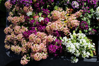 50 Easter Bonnet PEACH ALYSSUM Lobularia Maritima Hummingbird Flower Seeds