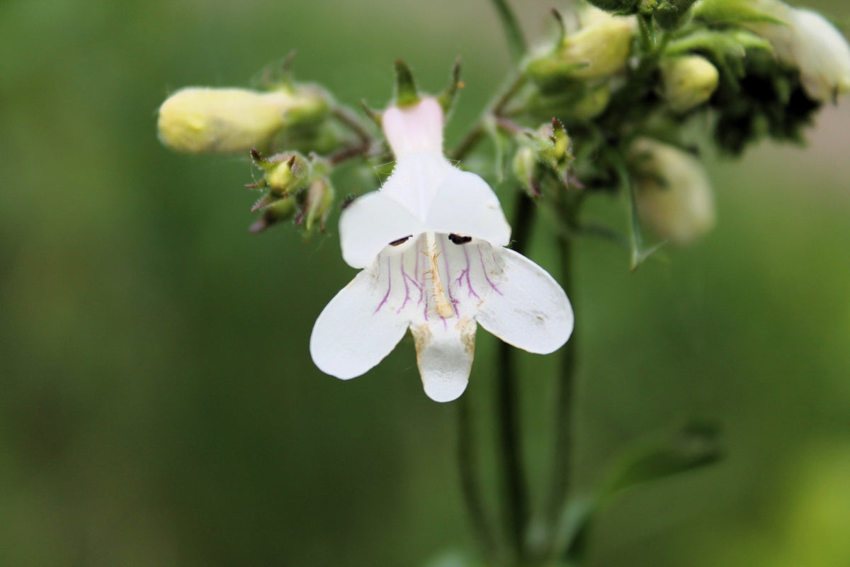 500 PALE BEARDTONGUE Penstemon Pallidus Flower Seeds