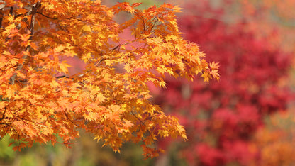 25 SUGAR MAPLE Syrup TREE Native Rock Fall Color Acer Saccharum Seeds
