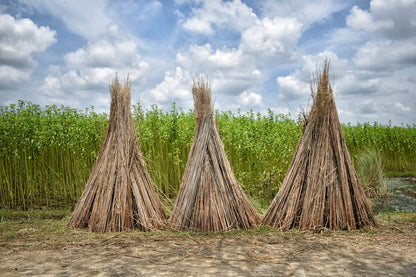 100 TOSSA JUTE Mallow Corchorus Olitorius African Sorrel Bush Okra Twine Vegetable Seeds