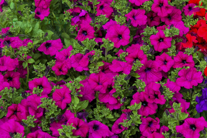 200 Purple LAURA BUSH PETUNIA Violacea Integrifolia Violet Perennial Trumpet Flower Seeds