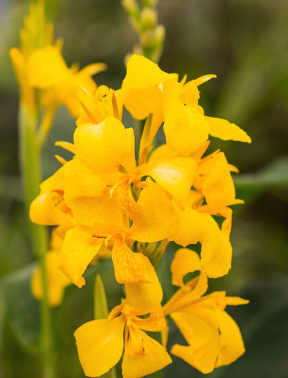 5 YELLOW CANNA LILY Indian Shot Canna Indica Flower Seeds