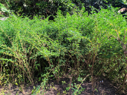 50 TRUE INDIGO Dye Indigo Indigofera Tinctoria Pink Purple Sub Shrub Flower Seeds