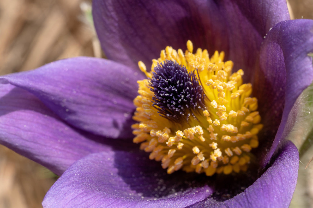 50 PULSATILLA Chinensis / Chinese Purple PASQUE Flower ANEMONE Herb Seeds