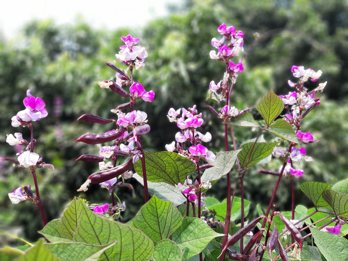 10 Ruby Moon HYACINTH BEAN Lablab Purpureus Blue Purple White Flower Ornamental Vine Seeds