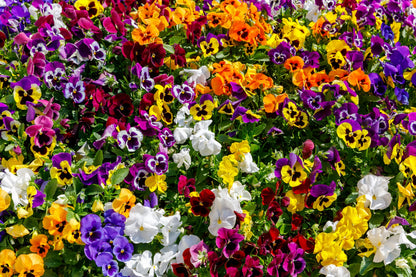 250 Mixed Colors SWISS GIANT PANSY Viola Wittrockiana Flower Seeds