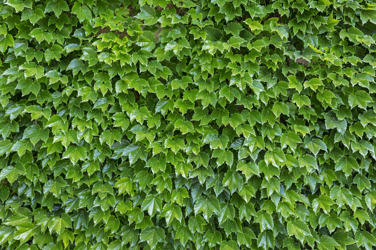 10 BOSTON IVY ( Bostonian Ivy / Wall Ivy ) Parthenocissus Tricuspidata Veitchii Vine Flower Seeds