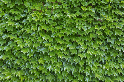 10 BOSTON IVY ( Bostonian Ivy / Wall Ivy ) Parthenocissus Tricuspidata Veitchii Vine Flower Seeds