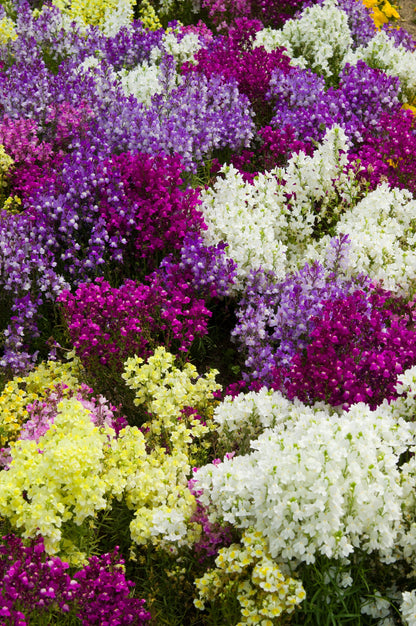 2000 NORTHERN LIGHTS Mix SNAPDRAGON Linaria Maroccana Flower Seeds