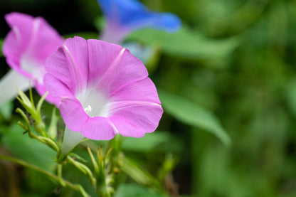 50 Mixed Colors MORNING GLORY Ipomoea Purpurea Vine Flower Seeds