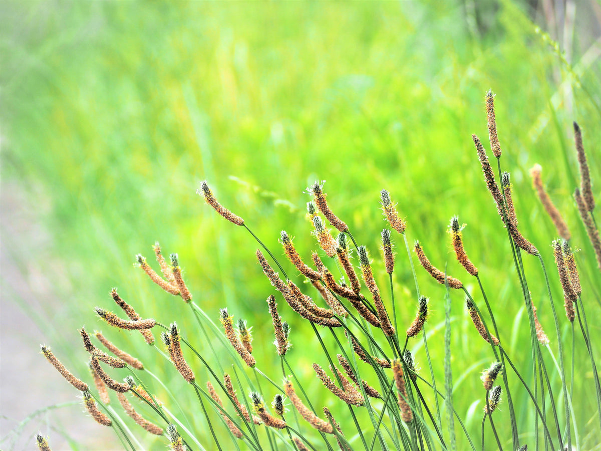 1000 CHINESE PLANTAIN Plantago Asiatica Herb Flower Seeds