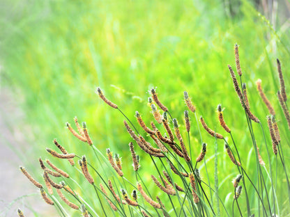 1000 CHINESE PLANTAIN Plantago Asiatica Herb Flower Seeds
