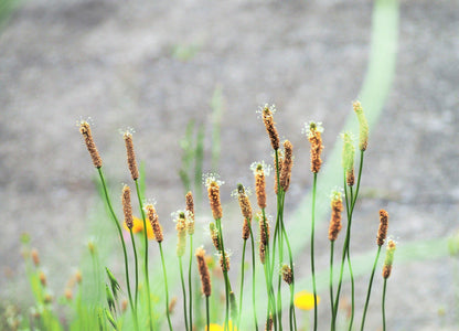 1000 CHINESE PLANTAIN Plantago Asiatica Herb Flower Seeds