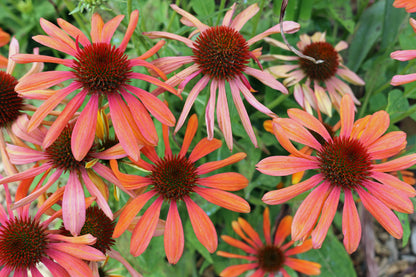 25 CHEYENNE SPIRIT CONEFLOWER Echinacea Orange Red Yellow Purple Pink White Herb Flower Seeds