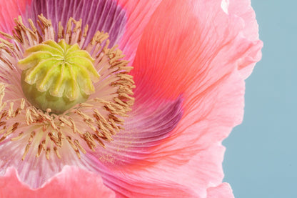 1000 POPPY " THE GIANT " Papaver Giganteum Pink & Purple Huge Pods Flower Seeds