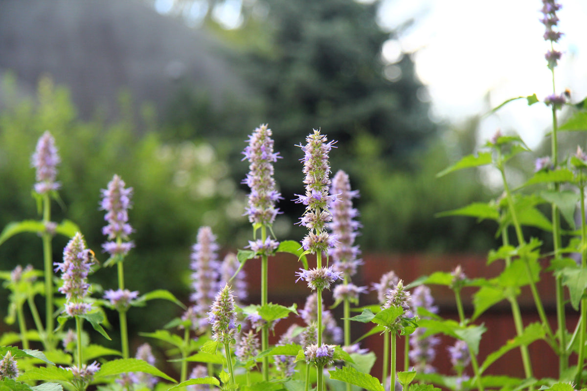 5 TRUE PATCHOULI SHRUB Fragrant Patchouly Pogostemon Cablin Herb Seeds