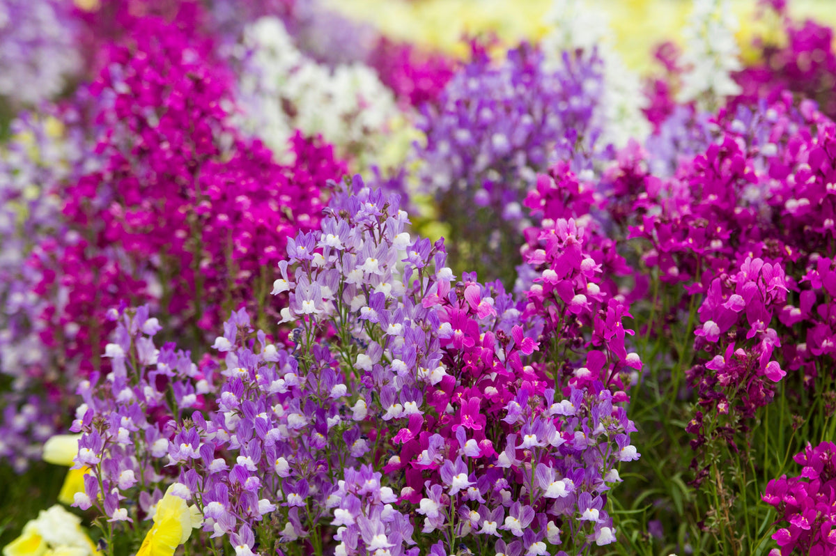 2000 NORTHERN LIGHTS Mix SNAPDRAGON Linaria Maroccana Flower Seeds