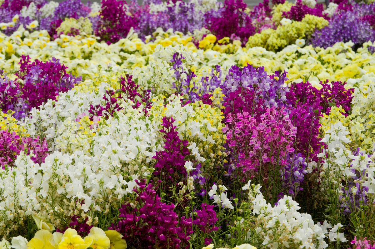 2000 NORTHERN LIGHTS Mix SNAPDRAGON Linaria Maroccana Flower Seeds